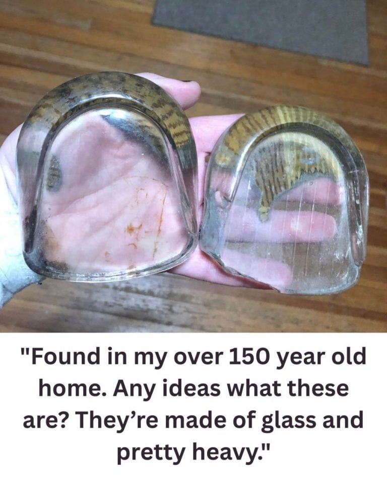 Green Onions, Scallions,