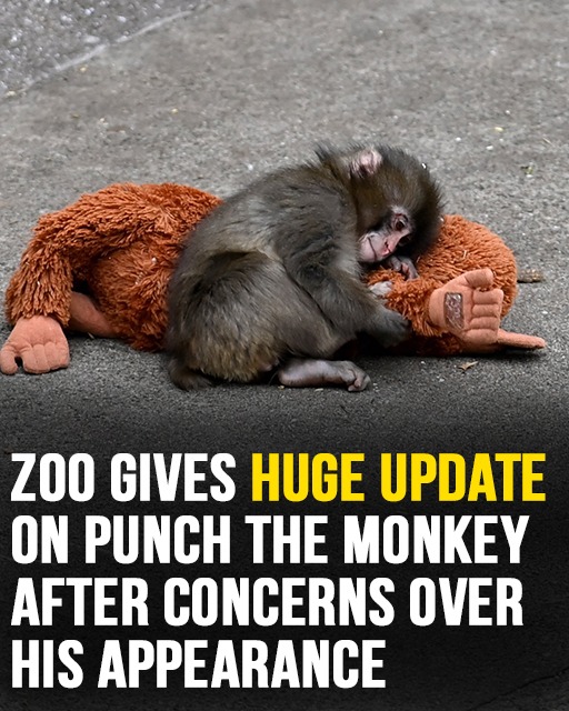 Zoo Shares New Update on Punch the Baby Monkey After Online Concerns